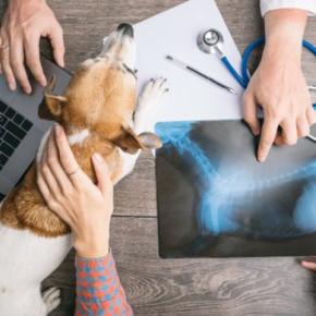 犬のレントゲン検査でわかること・わからないこと|異常なしでも病気の可能性はある?