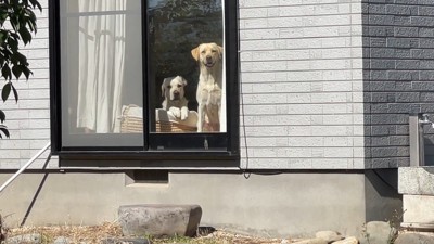ゴンちゃんとサンちゃんが窓の前でお出迎え