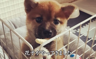サークルから顔を覗かせる子犬