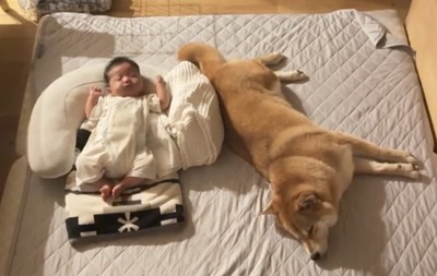 赤ちゃんの隣で眠る犬