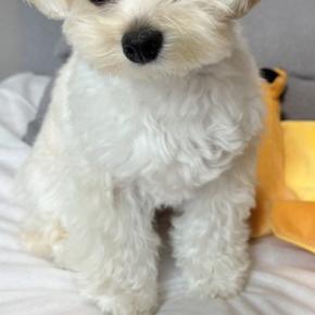 『出社する日』と『在宅ワークの日』の犬を比較した結果→あからさま過ぎる『表情の違い』に悶絶「感受性豊かでかわいい」「差がすごいw」