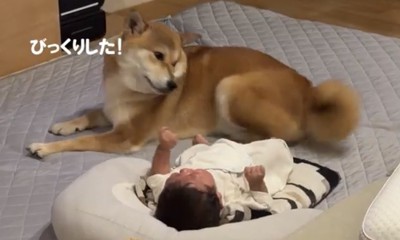 泣いている赤ちゃんを振り返る犬