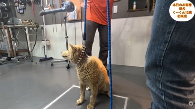 全身汚れてゴワゴワのくーちゃん