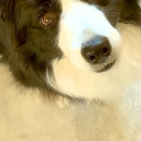 夫が仕事に行き、『パパはどこ？』と訴える犬→物音が聞こえるたびに、窓の外を見て…すぐに帰りたくなる光景に反響「愛伝わる」「健気すぎて涙」