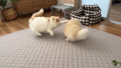 ついに激怒!