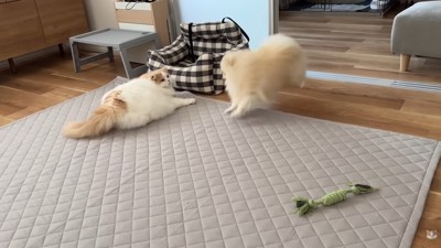 駆け寄って脅かしたら…