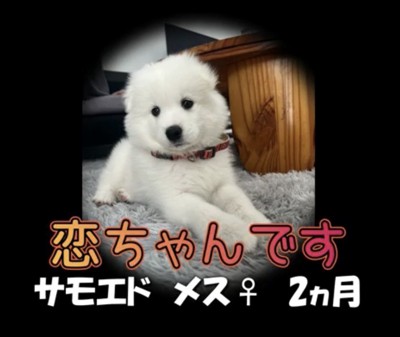 床に伏せる真っ白な子犬