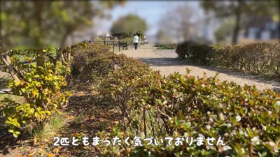 隠れて様子をうかがいます