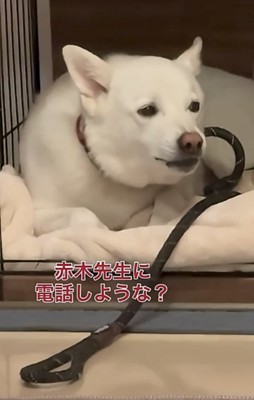口を閉じかける犬