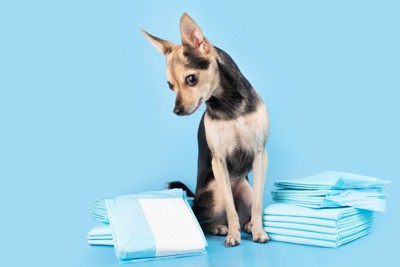 【獣医師執筆】犬の膀胱炎｜原因や症状から治療法まで解説