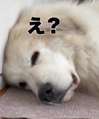 ちゃっかり反応♪