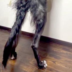 『185センチある大型犬』窓の外を覗こうと、ワンコが立ち上がった結果→衝撃の『デカすぎる光景』が149万再生「イケメン」「圧倒された」