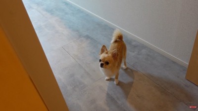寂しそうなお目目でじーっ