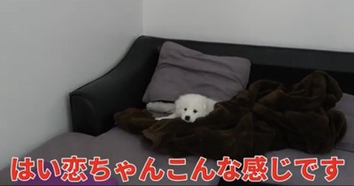 毛布から顔を出す子犬