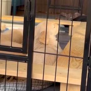 生後1ヶ月半の赤ちゃん犬→起きたら『母犬』が見当たらず、悲しくなってしまい…とんでもなく愛おしい光景が82万再生「人間の子供みたいｗ」