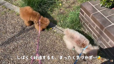 全く気づかず、お散歩続行!