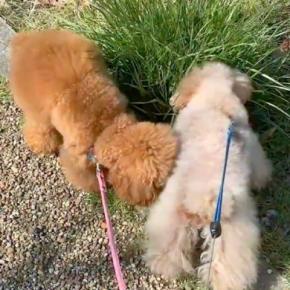 『突然パパがいなくなったら、犬たちはどうするか』を検証した結果→『探してくれる』と思いきや…まさかの展開に「元気出してｗ」「笑った」の声