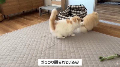 猫パンチ炸裂!!