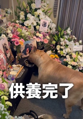 プロ級の供養!?