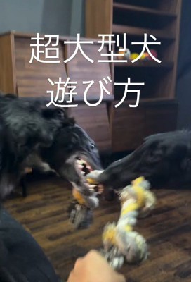 すべてがパワフルで魅力的！！