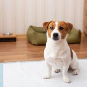 【獣医師執筆】犬の膀胱炎｜原因や症状から治療法まで解説