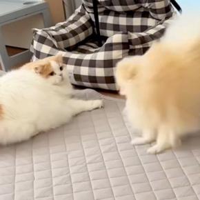 いつも優しい猫を『犬がわざと驚かせた』結果→さすがに怒って、猫パンチを…微笑ましすぎる光景に反響「喧嘩しても仲良し」「兄弟愛を感じる」