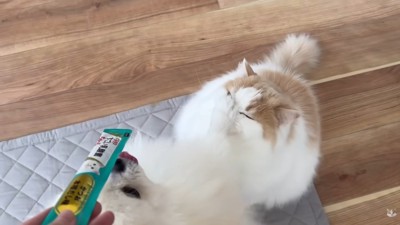 お手々が顔面に!