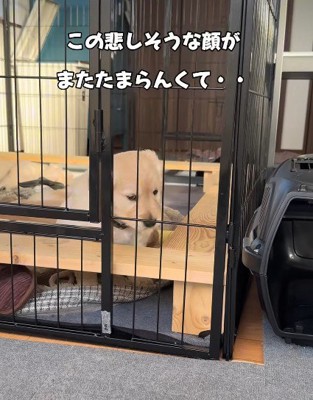 寂しそうな赤ちゃん犬