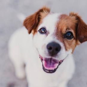 犬が飼い主に『楽しい』と伝えているサイン3選 愛犬がうれしいと感じる瞬間や見逃したくない行動まで