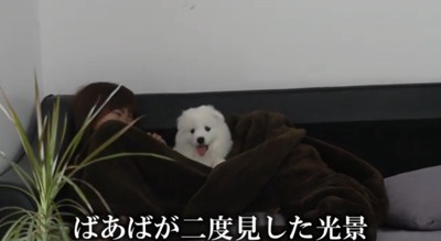毛布に包まれて舌を出す子犬