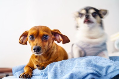 2匹の犬が過ごす光景
