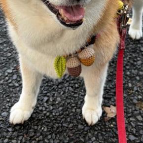 お友だちに『おやつ』をもらい笑顔の犬→『あとで食べようね』と伝えた結果…わかりやす過ぎる『表情の変化』に1万いいね「絶望感w」「正直で草」