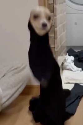 立った！！