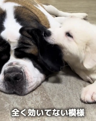 90キロの優しい大型犬が『子犬にイタズラされ続けた』結果→堪忍袋の緒が切れて…まさかの怒り方が341万再生「平和なキレ方w」「神対応」