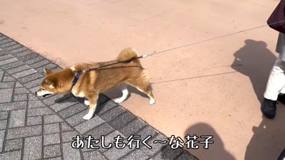 一緒にメリーゴーランドに乗る気満々！