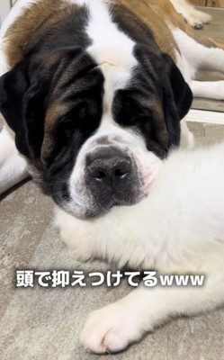 子犬の上に頭を乗せる大型犬