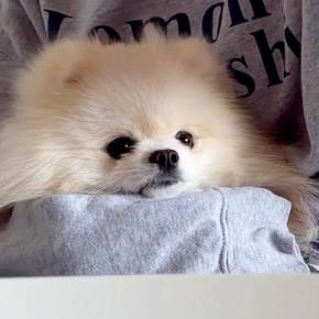 体調不良が続いてぐったりしていたら『犬と猫』が心配をしてくれて…そばで優しく寄り添う光景に反響「健気で可愛い」「いい子過ぎて感動」