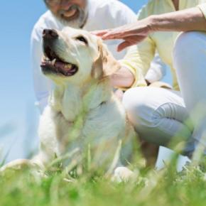 人が犬と暮らすと「最高の認知症予防」になる?研究から見えてきた『犬との生活が脳に良い理由』を獣医が解説
