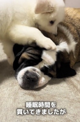 大型犬の顔を踏む子犬