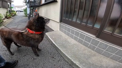 ドアの前で大人しく待機