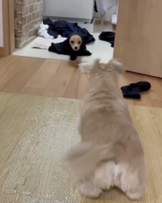 リンちゃんも興味津々