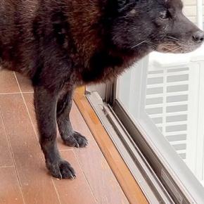 ママが里帰り中、寂しそうに窓の外を眺める犬→車で実家まで会いに行ったら…あまりに尊い『再会の光景』が40万再生「愛情深い」「グッときた」