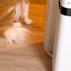 母が外出後、犬の様子を撮影してみた結果→毎回必ず『玄関』を見つめて…今すぐ帰りたくなる光景に「後ろ髪引かれる」「もう置いていけない」の声