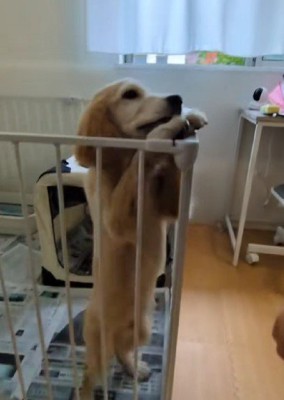 無邪気に挨拶するそらちゃん