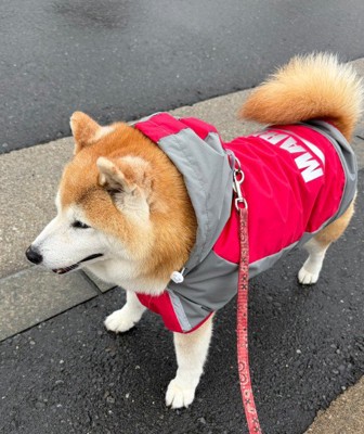 お散歩が終わっても…