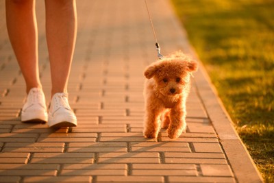 子犬、散歩