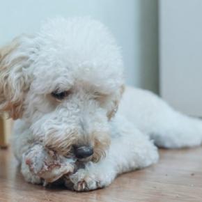 犬が『自分の手足を噛んでしまう』3つの理由　治療が必要な注意すべき症状まで