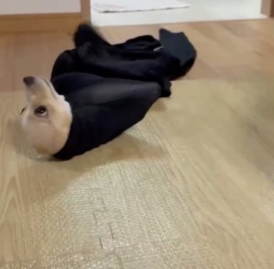 手足が使えずころんっ