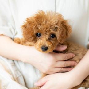 犬の『多頭飼いに向いていない人』の特徴7選　愛犬を不幸にしてしまうかも…起こり得るトラブルまで解説