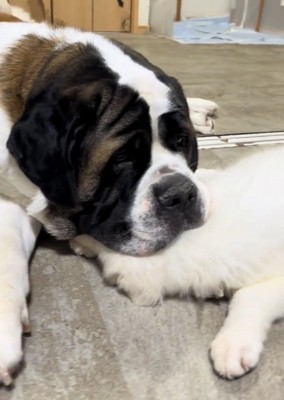 子犬の頭を押さえる大型犬